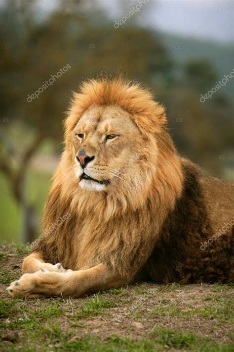 Beautiful Lion Wild Male Animal Portrait — Stock Photo