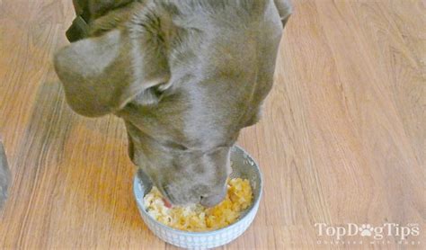 If your dog has an upset stomach or doesn't feel well you can give. Homemade Dog Food for Upset Stomach Recipe