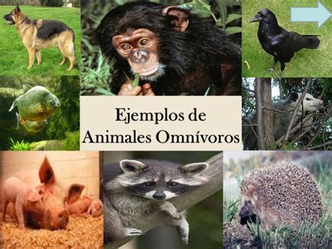 Animales Omnívoros Descubre Qué Comen Y Cuáles Son