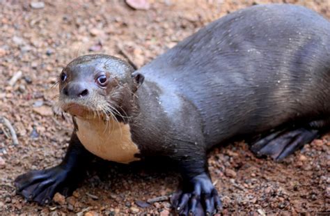 Still Life With Birder Diane Mcturk And Her Orphaned Giant River Otters