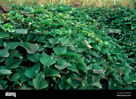 Sweet Potato Ipomoea Batatas Cultivation Stock Photo Alamy