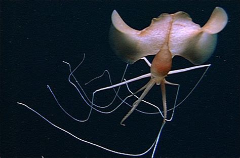 Scary Weird Creature Very Rare Elbow Squid Deep Sea Animals