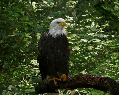The Eagle Has Landed Photograph By M Three Photos Fine Art America