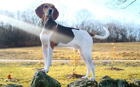 Treeing Walker Coonhound Breed Information Guide Photos Traits