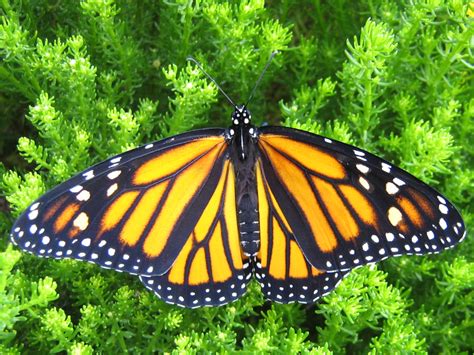 100 How To Start A Monarch Monarch Butterflies Face U0027quasi