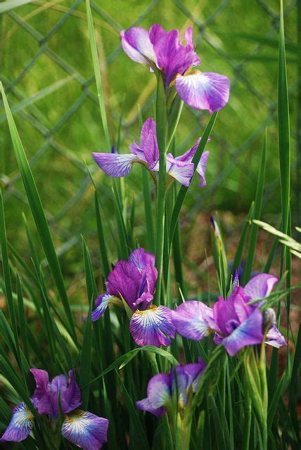 This gives the iris a chance to establish its roots while there is still enough sunlight to fuel its growth so that it can survive the winter. group of japanese iris | Japanese iris, Iris flowers ...