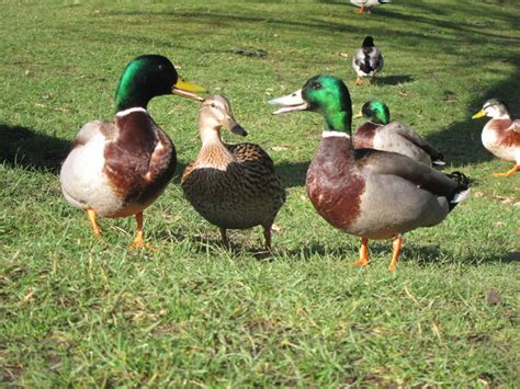 Mallard Duck Facts For Kids Mallard Duck Species And Diet