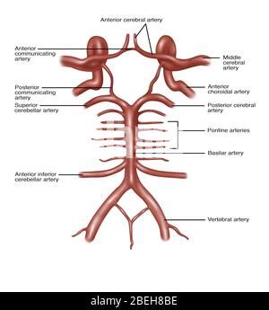 Illustration Of The Circle Of Willis A Circle Of Arteries That Supply