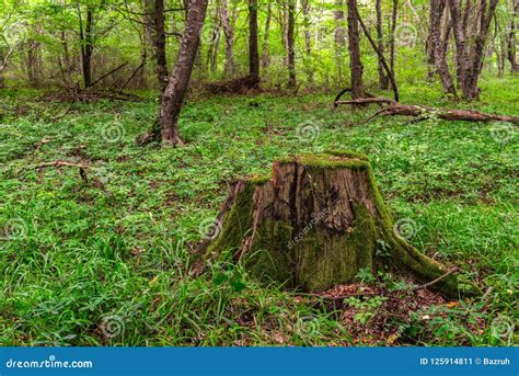 Old Moss Covered Stump In Forest Stock Image Image Of Moss Plant