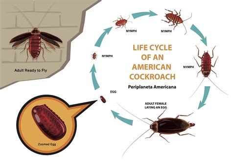 Roach Life Cycles Pointe Pest Control Chicago Pest Control And
