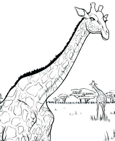 Visit dltk's giraffe crafts and printables. Realistic Giraffe Coloring Pages at GetColorings.com ...