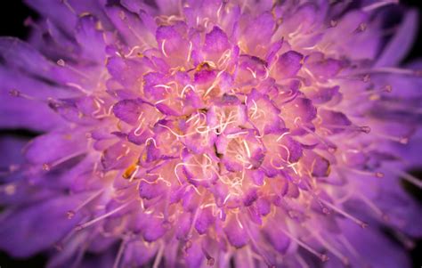 Free Photo Of Free Photo Of Macro Flower Purple Flora