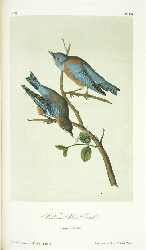 John James Audubon Birds Of America 1871 Complete 8 Volumes From
