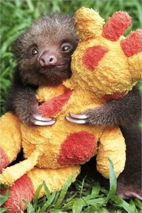 Baby Sloth Hugging A Stuffed Animal Yep Aww