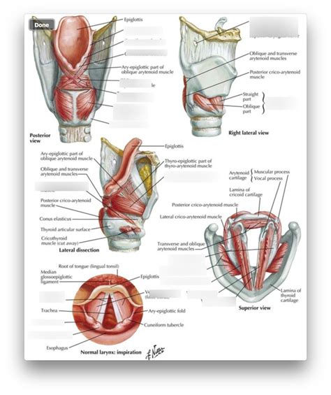 Intrinsic Muscles Of Larynx Diagram Quizlet