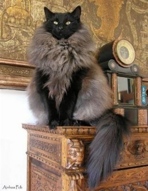 Do you prefer videos, images, bullet point outlines, or maybe random pictures of cats? Cat with a Fancy Vest or Unique Fur Coat? - Barnorama