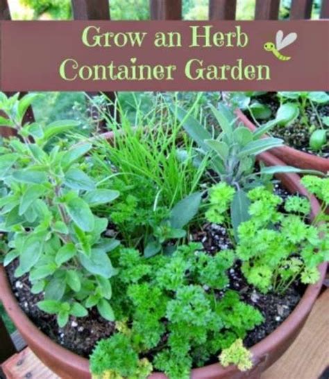 33 Best Container Herb Garden Combinations For Flavor And Aroma