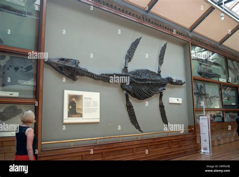 Plesiosaurus Fossil In The Natural History Museum London Stock Photo