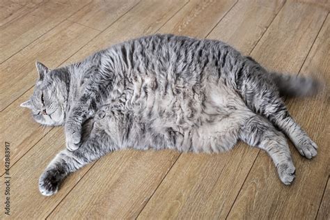 Fat Cat Is Lying On The Floor And Peeping With One Eye Stock Photo
