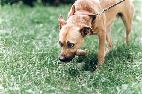 Is Your Dog Sniffing Ground Too Much Heres Why Ultimate Pet Nutrition