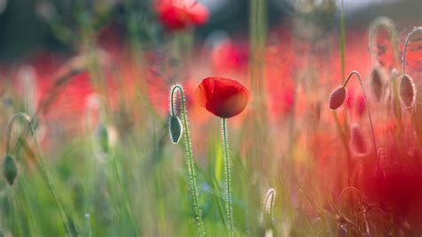 Poppies 5k Wallpapers Hd Wallpapers Id 19499