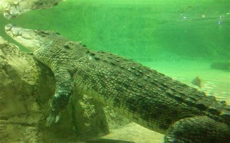 Dubai Mall has the King Croc in its Aquarium-Something ...