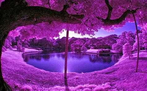 Purple Tree Wallpapers Wallpaper Cave