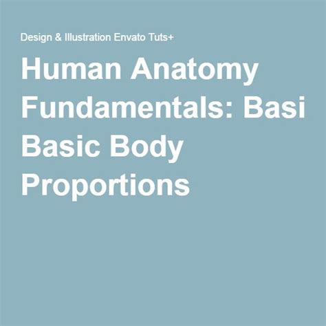 Human Anatomy Fundamentals Basic Body Proportions Human Anatomy