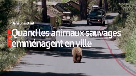 Quand Les Animaux Sauvages Emménagent En Ville Coming Next Arte Youtube