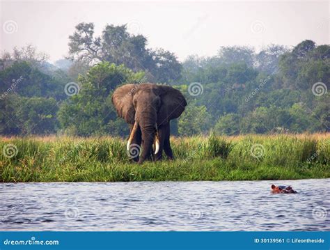 Elefante Y Hipopótamo Salvajes El Río Nilo Uganda África Imagen De