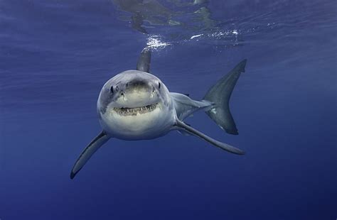 Great White Shark In The Water