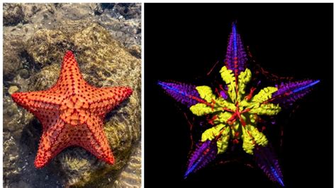 Starfish Anatomy Unearthed Creatures Of The Deep Essentially Head