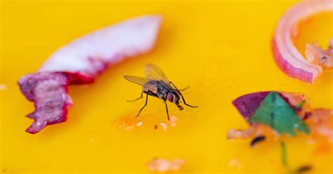 Because the fly eggs will hatch within 8 to 20 hours, for every dog pile that you leave in your backyard today, you will be looking at 150 more flies tomorrow. 3 Best Ways to Naturally get rid of Flies in Your Home ...