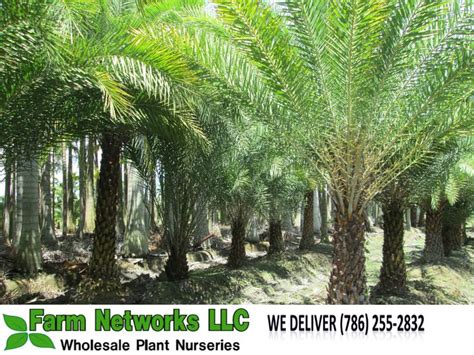 South Florida Sylvester Palmsouth Florida Sylvester Palm Trees Field