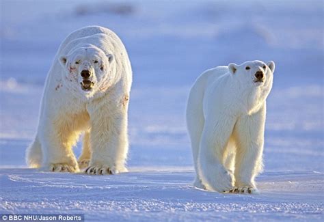 How Polar Bears Mate Ferocious Bloody Battles And Courtship Rituals