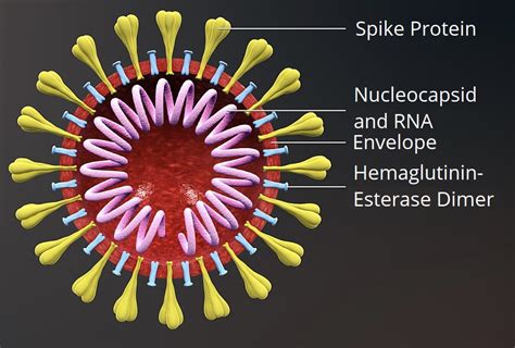 Covid 19 Serology Testing Explained