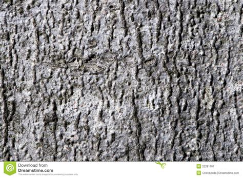 Macro Detail Of A Forest Tree Bark Stock Image Image Of