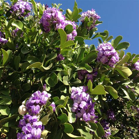 Purple Flowering Tree South Texas перевод Poppy Flower