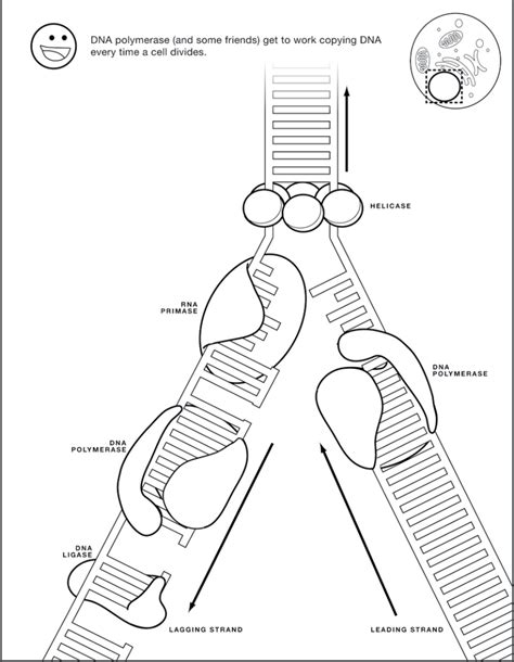 19 Engaging Dna Replication Activities Teaching Expertise