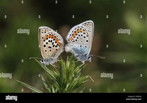 A Mating Pair Of Silver Studded Blue Butterfly Plebejus Argus Stock