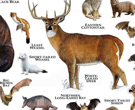 Mammals Of North Carolina Poster Print North Carolina Etsy