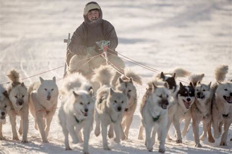 6 Dos And Donts Of Dog Sledding Visit Greenland