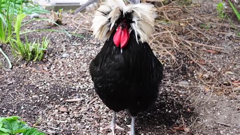 Top Weird Chicken Breeds Newbieto Pets