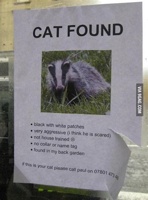 Badger Cat Found 9gag