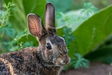 What Do A Rabbits Ear Positions Mean 8 Variants Explained Pet Keen