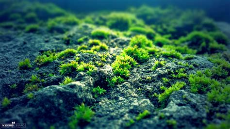 Support us by sharing the content, upvoting wallpapers on the page or sending your own. nature, Moss, Photography, Green, Blue, Rock Wallpapers HD ...