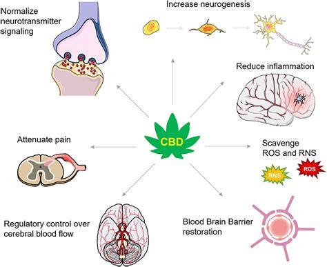 Cannabidiols Neuroprotective Properties And Potential Treatment Of