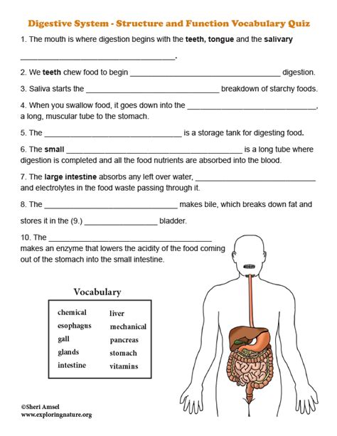 Digestive System Structure And Function Vocabulary Quiz