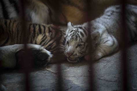 Uno es blanco Cuatro tigres de Bengala nacieron en zoológico de Cuba