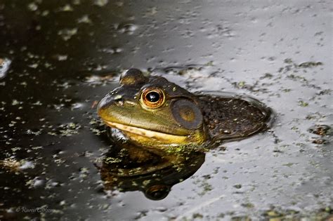 American Bullfrog Lithobates Catesbeianus A Male America Flickr
